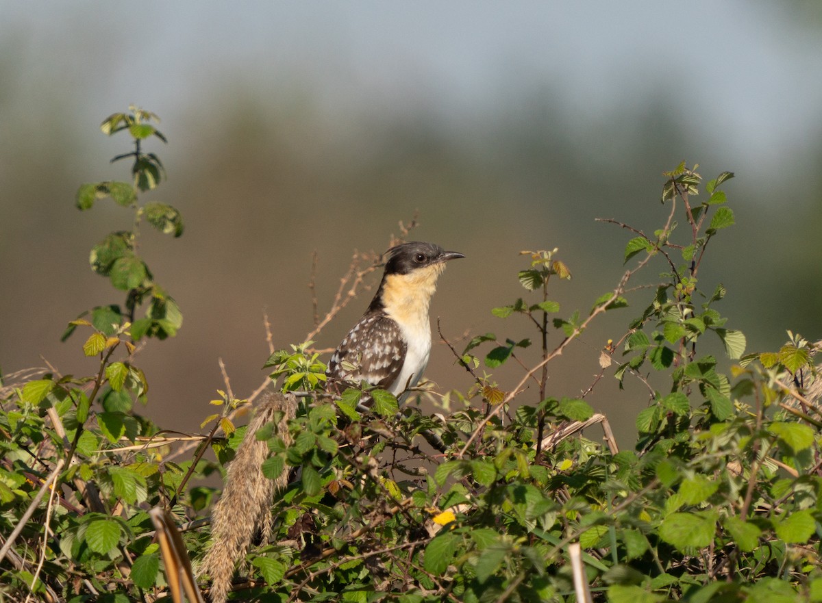 Great Spotted Cuckoo - ML617792552