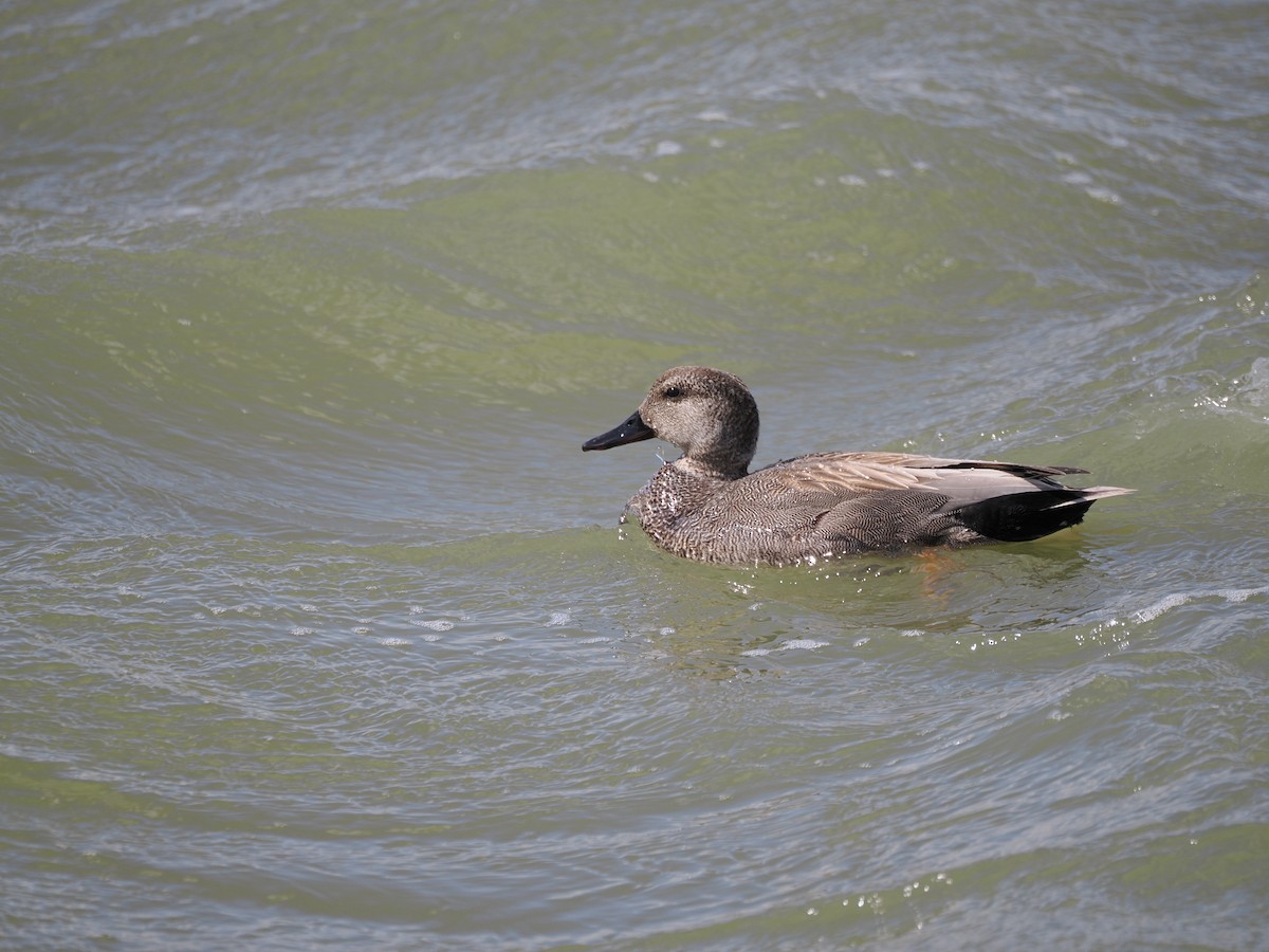 Gadwall - ML617792569