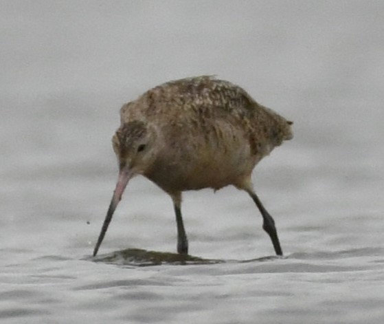 Marbled Godwit - ML617792586