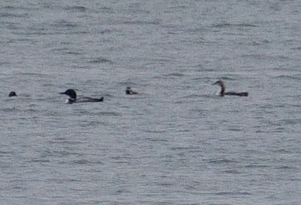 Pacific Loon - Bill Thompson