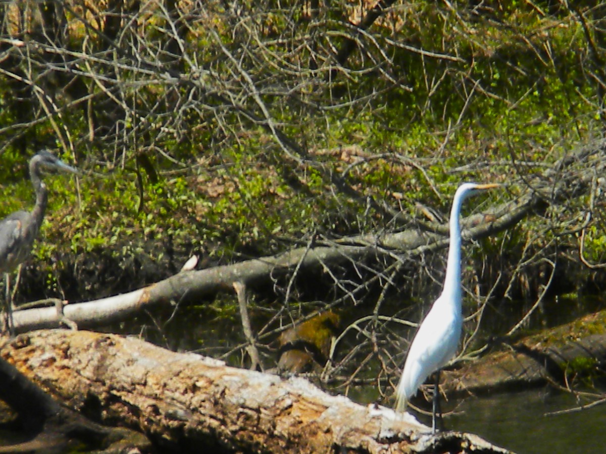 Great Egret - ML617792645