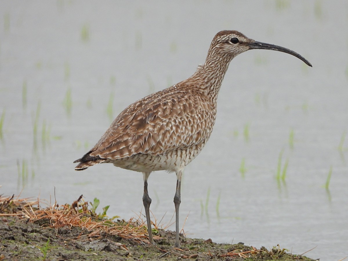 Whimbrel - Aline Horikawa