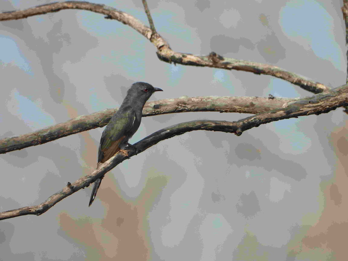 Gray-bellied Cuckoo - ML617792676