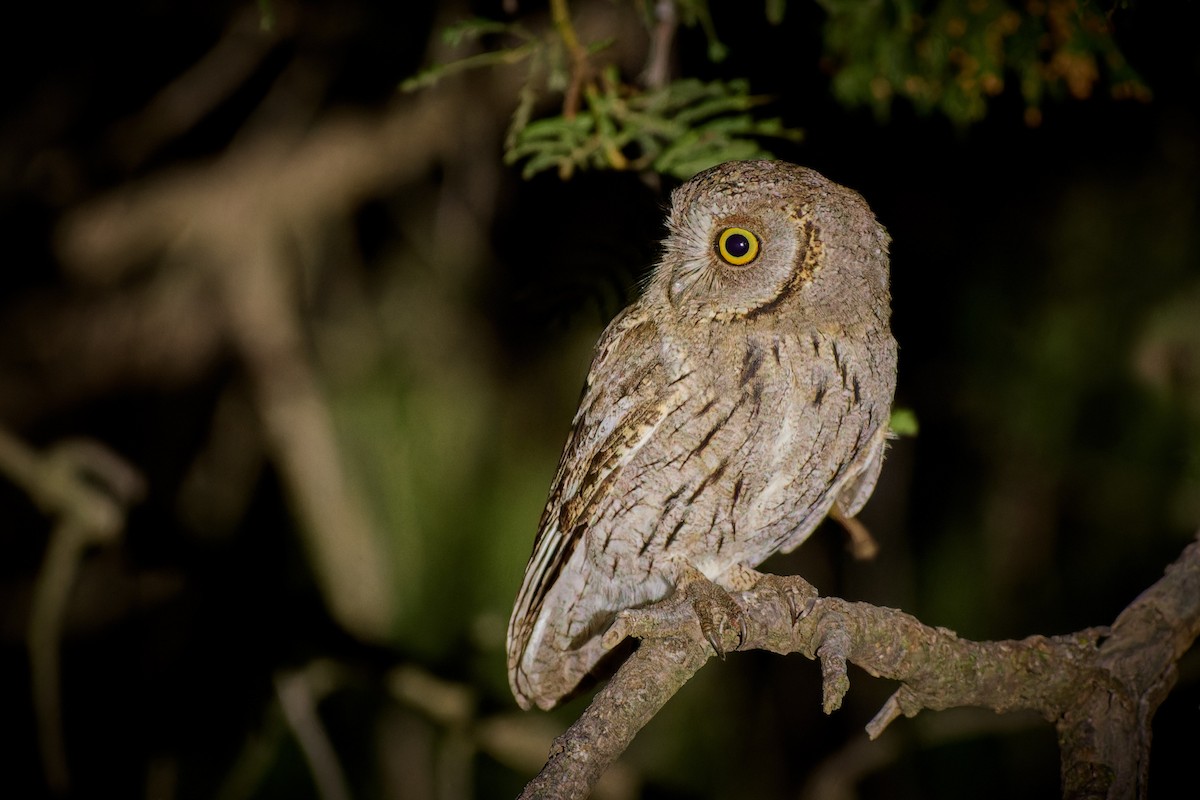 Arabian Scops-Owl - Tomáš Grim