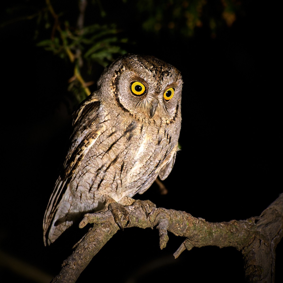 Arabian Scops-Owl - ML617792712