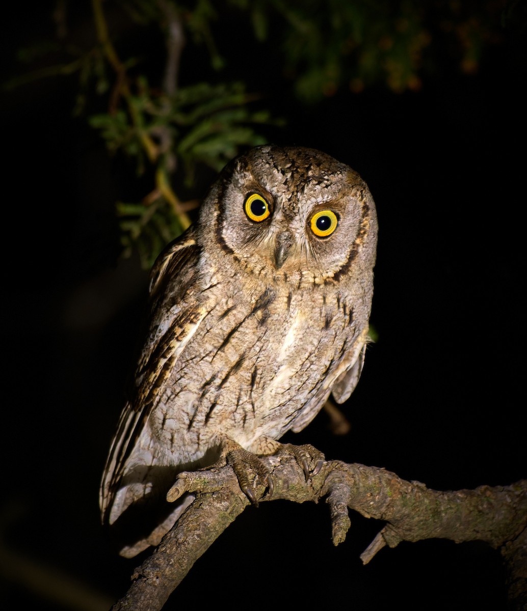 Arabian Scops-Owl - ML617792723