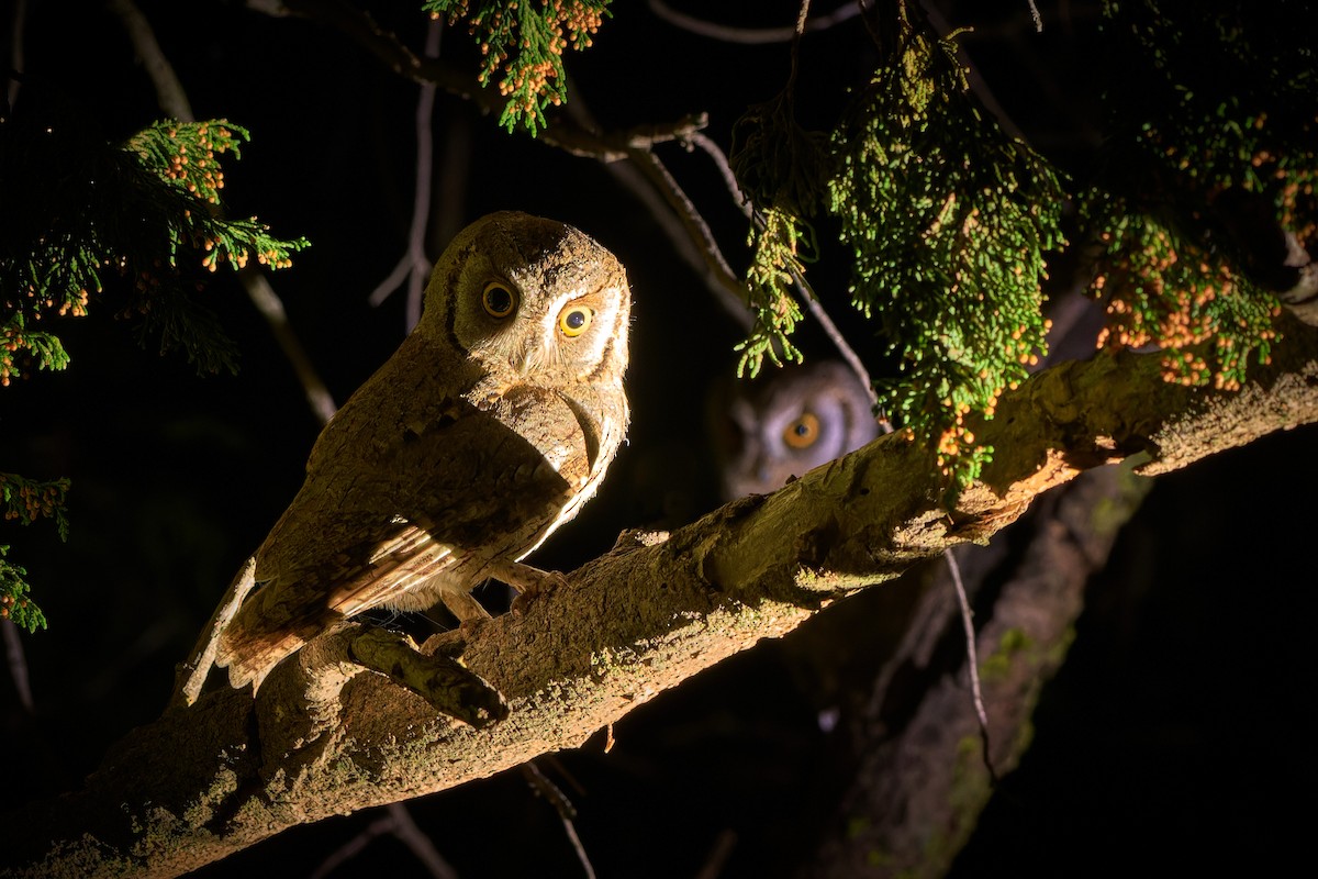 Arabian Scops-Owl - ML617792724