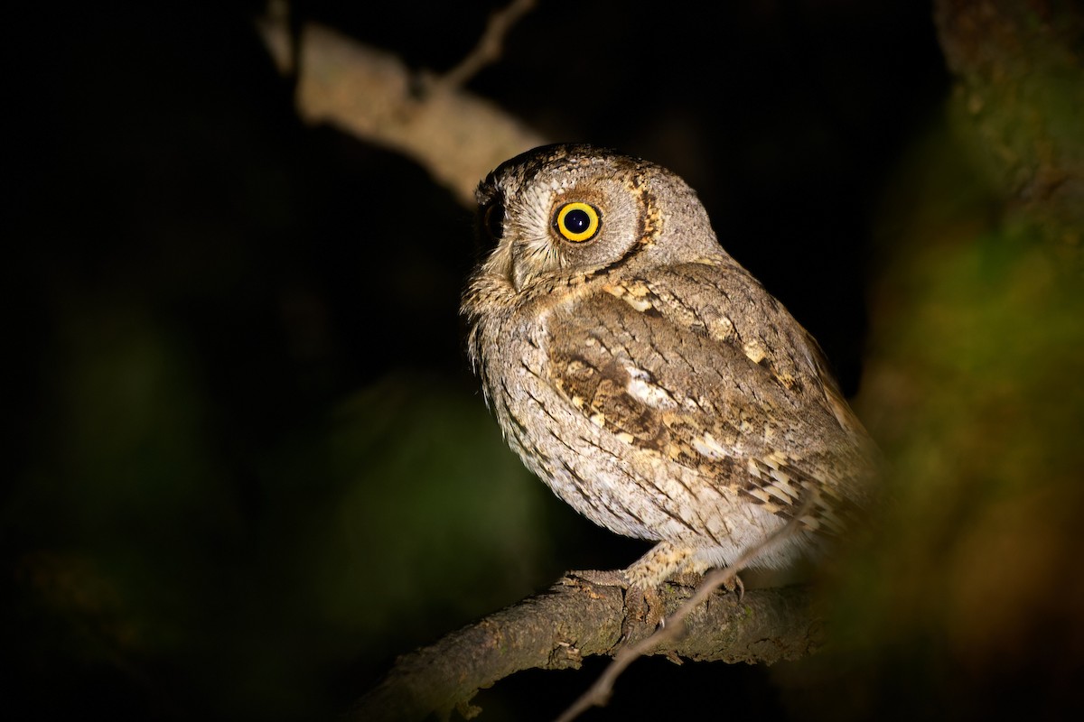 Arabian Scops-Owl - ML617792725