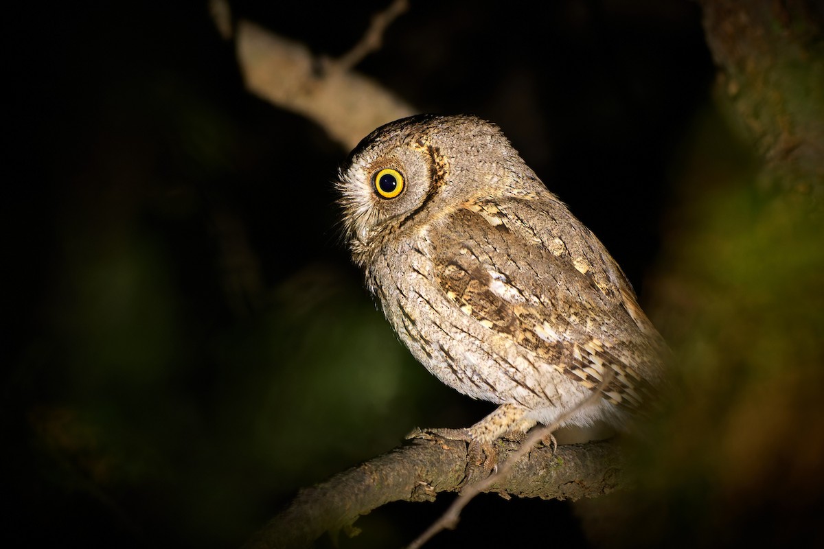 Arabian Scops-Owl - Tomáš Grim