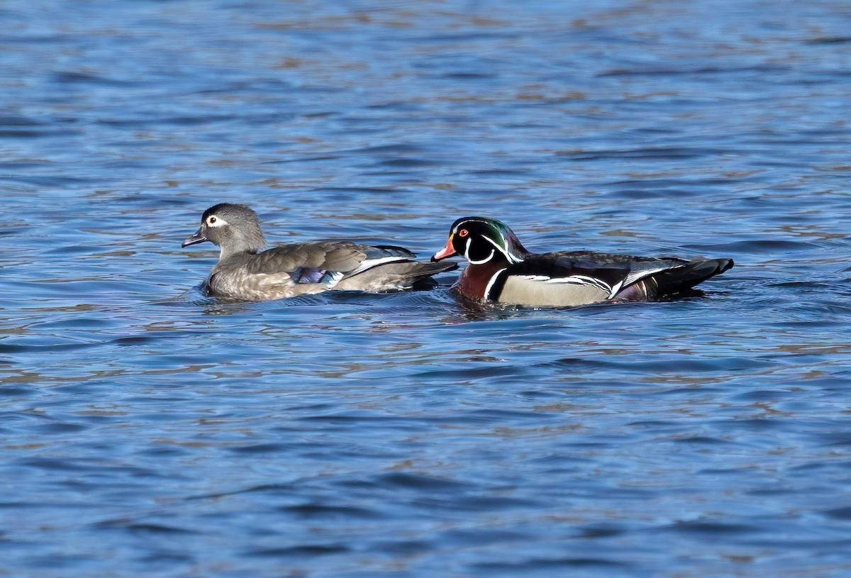 Wood Duck - ML617792732