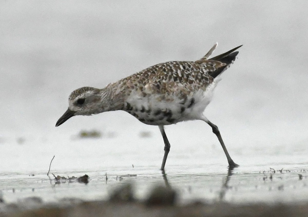 American Golden-Plover - ML617792769