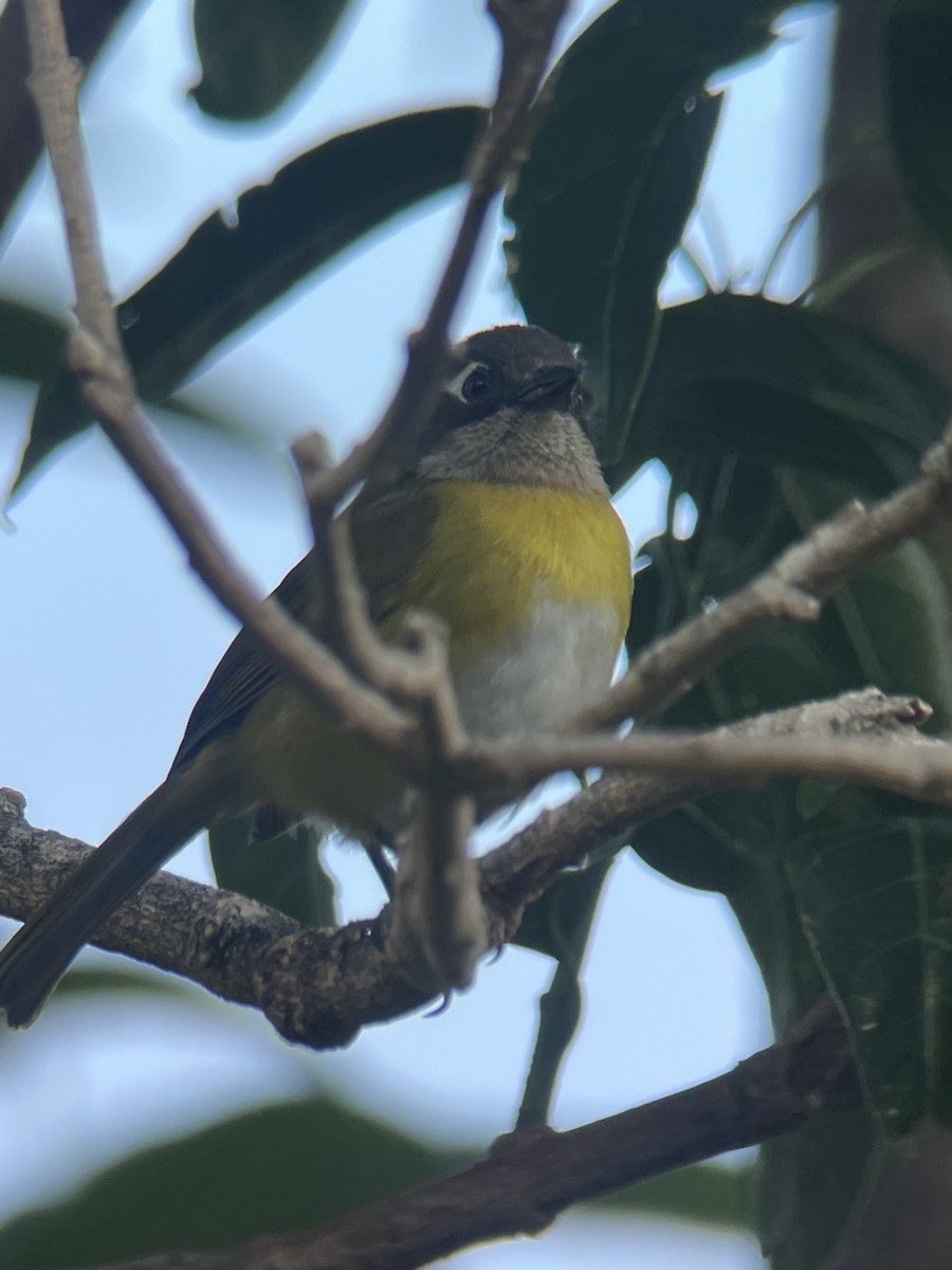 Common Chlorospingus (Middle America) - ML617792815