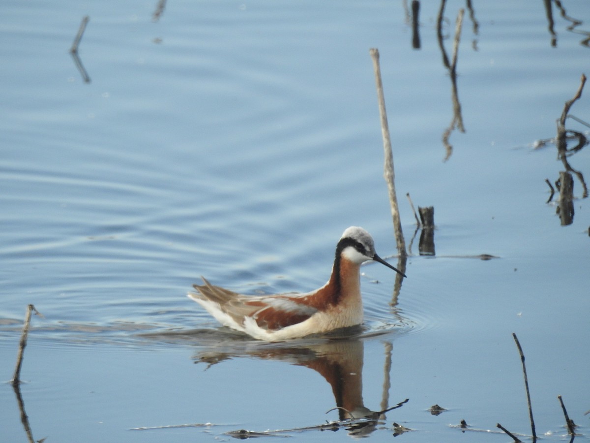 Wilson's Phalarope - ML617792820