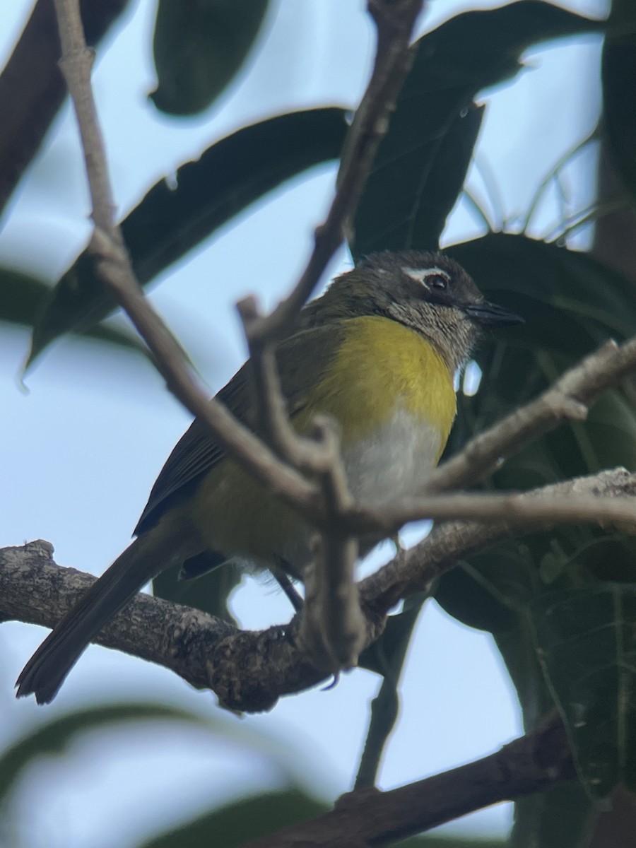 Clorospingo Común (grupo postocularis) - ML617792822