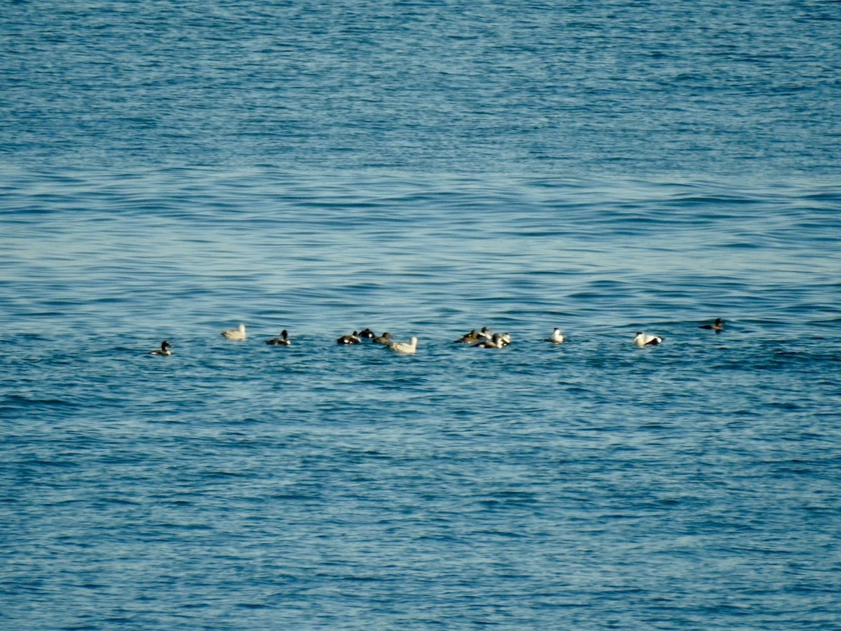 kajka mořská (ssp. mollissima) - ML617792824