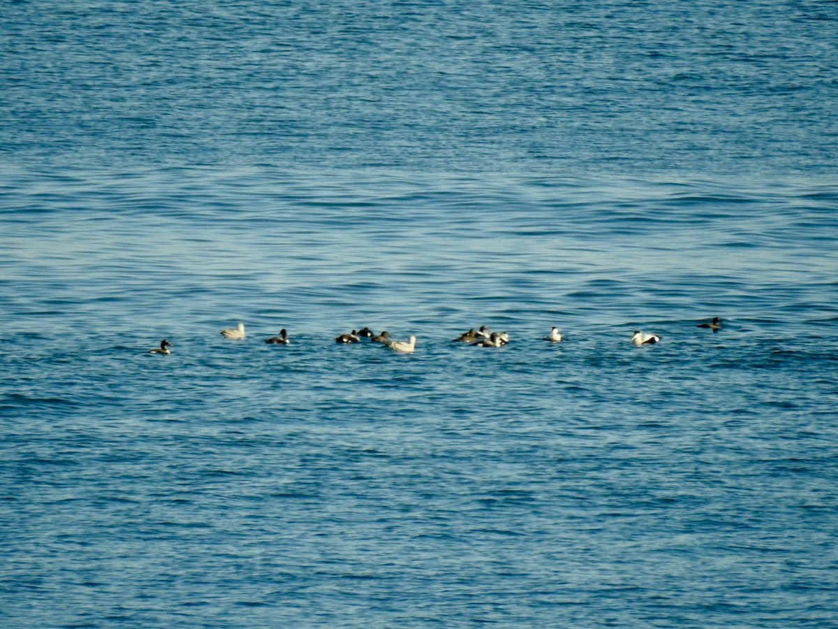 Common Eider (Eurasian) - ML617792824