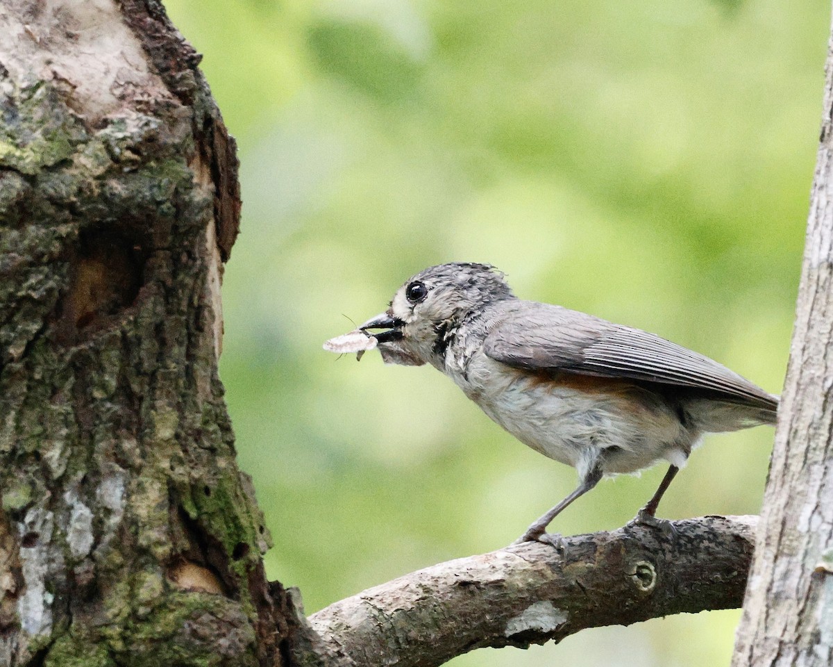 Tufted Titmouse - ML617792836