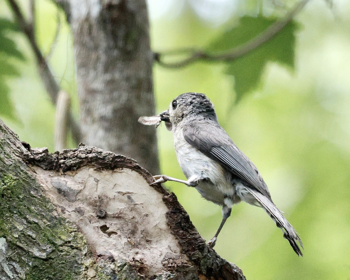 Tufted Titmouse - ML617792837