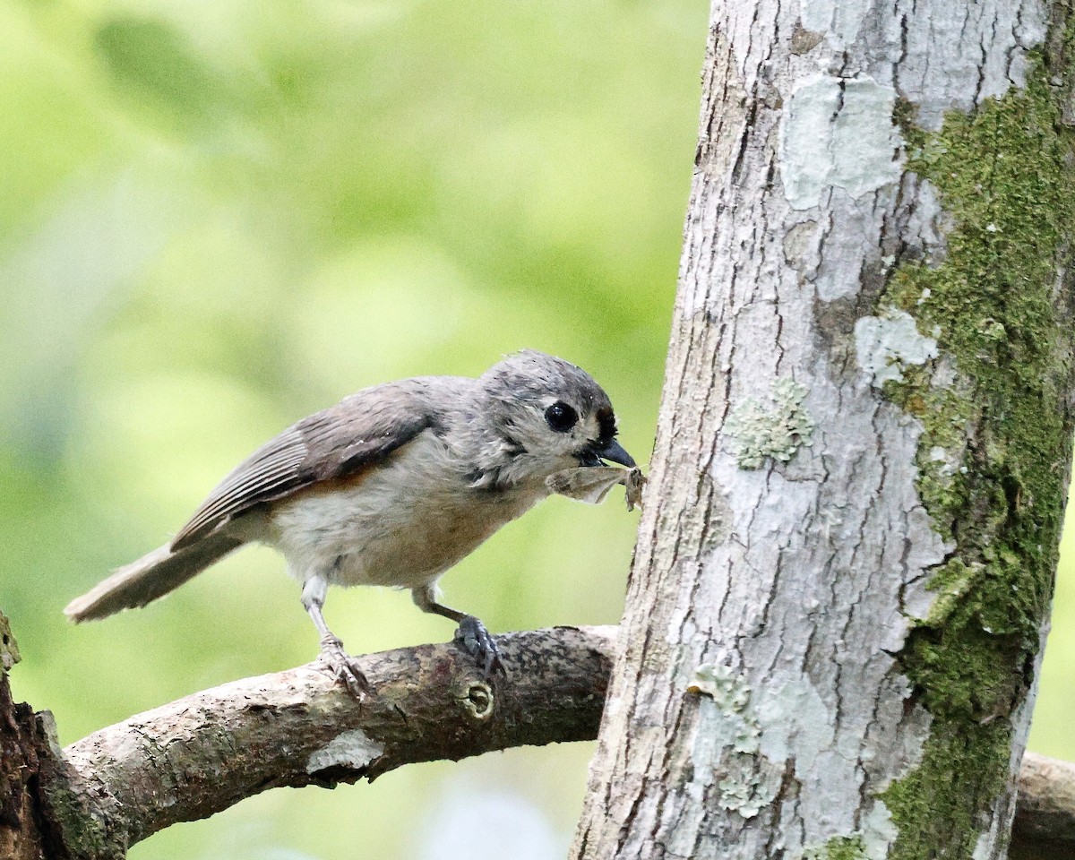 Tufted Titmouse - ML617792838