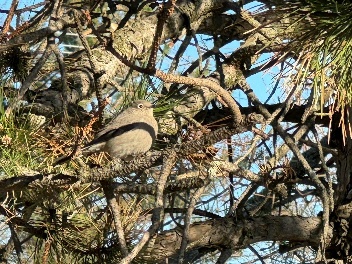 Townsend's Solitaire - ML617792885