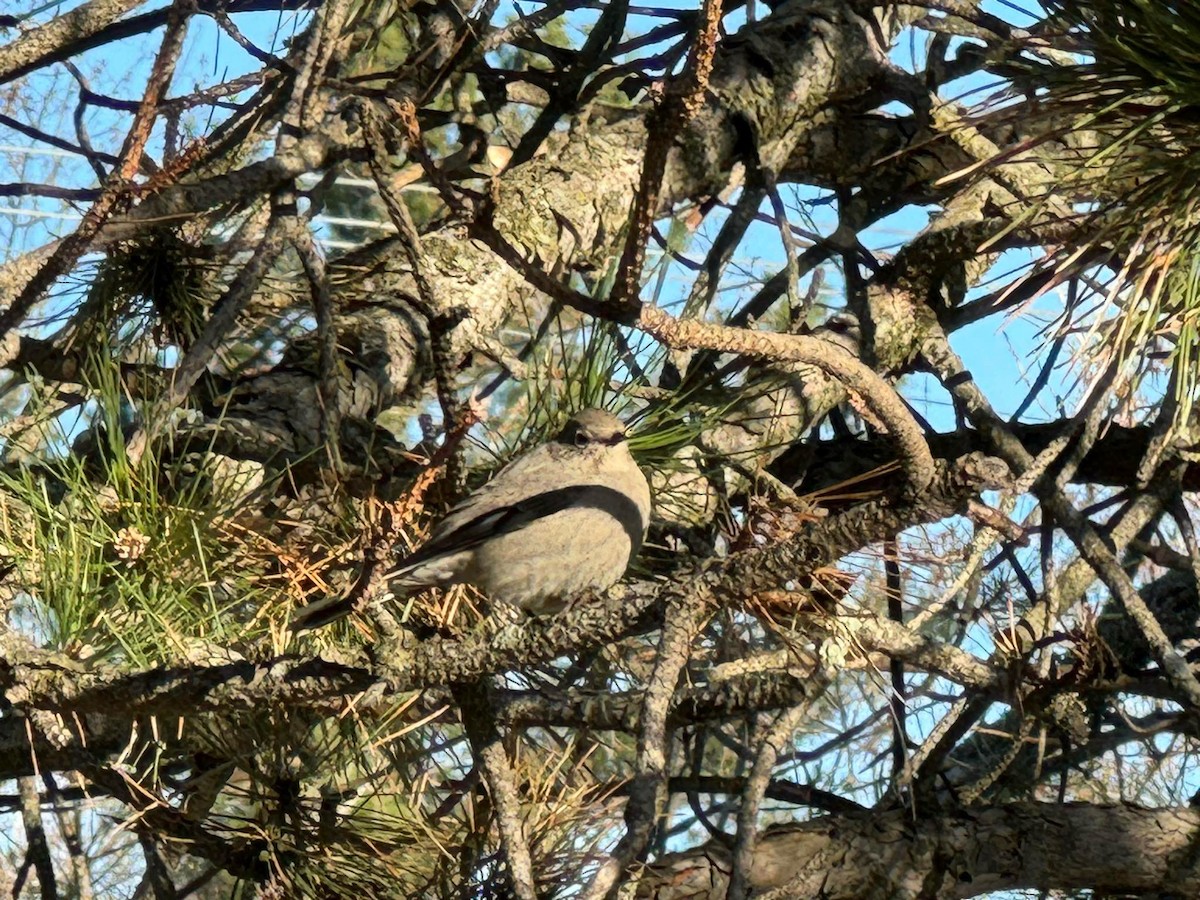 Townsend's Solitaire - SOVDR 2015