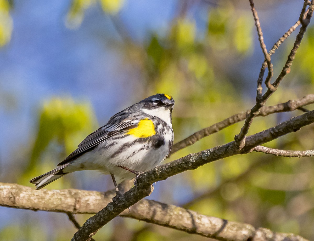 Yellow-rumped Warbler - ML617792897