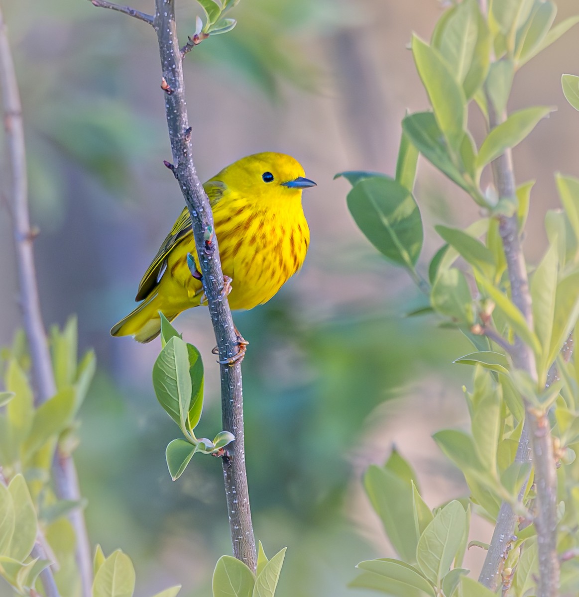 Yellow Warbler - ML617792907