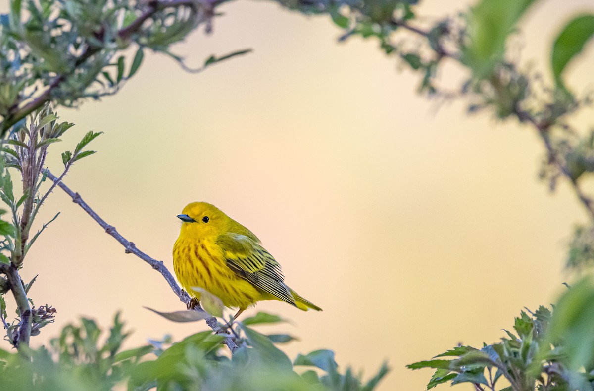 Yellow Warbler - ML617792908