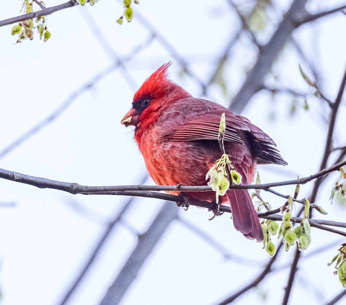 Northern Cardinal - Mike Murphy