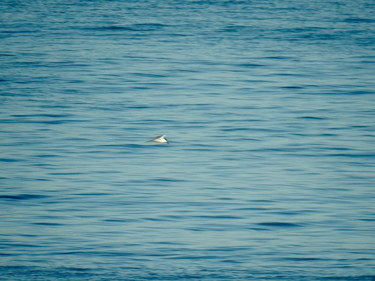 Sandwich Tern (Eurasian) - Stephen Bailey