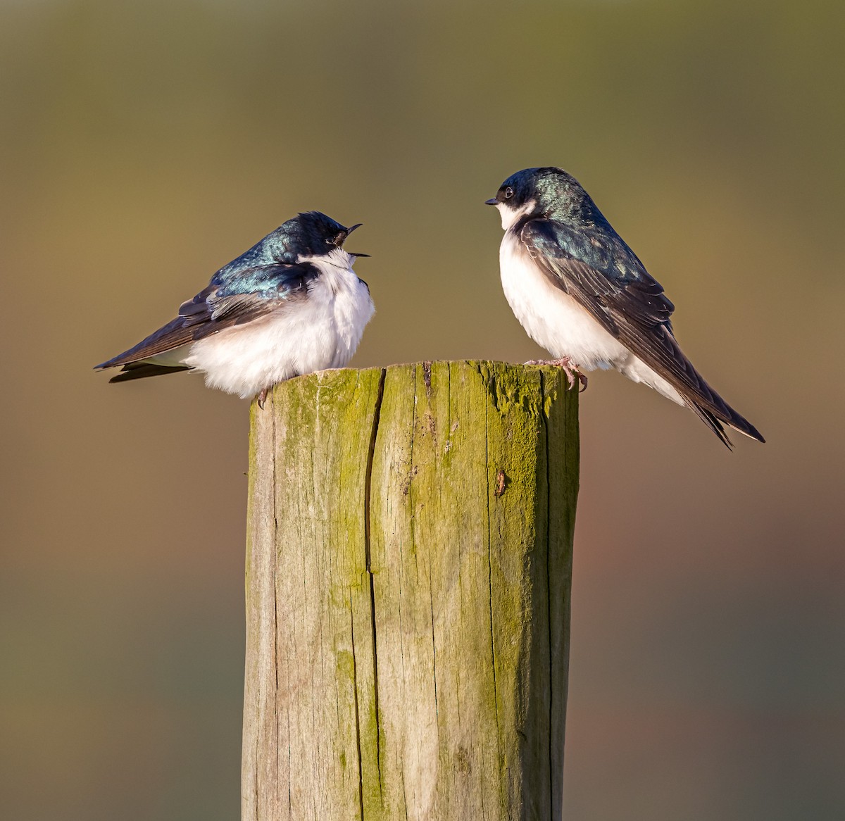 Tree Swallow - ML617792922