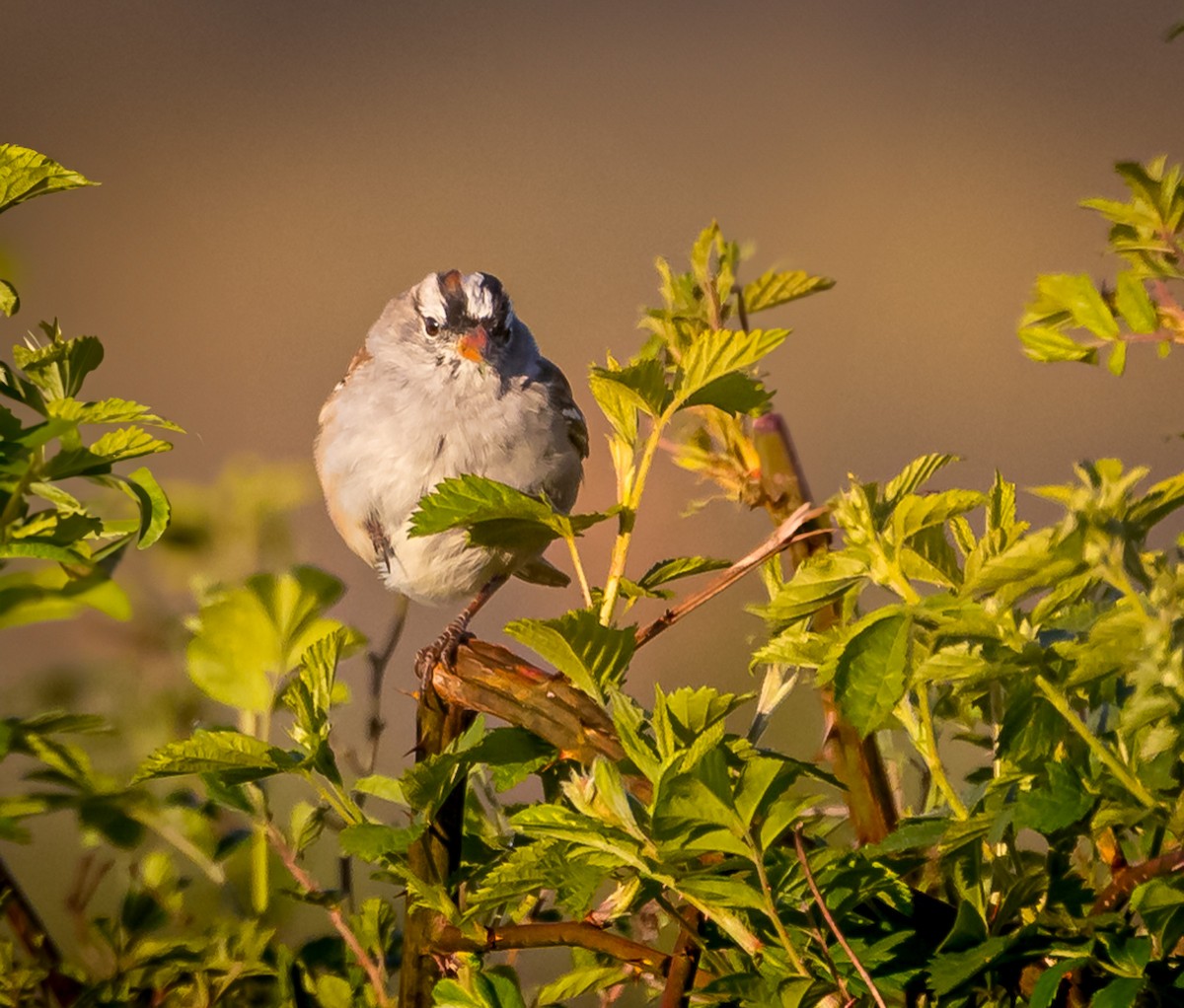 White-crowned Sparrow - ML617792944