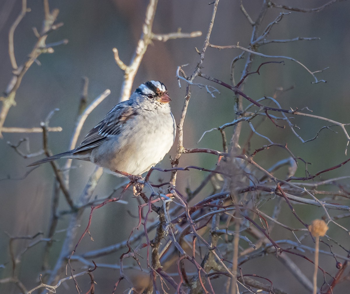White-crowned Sparrow - ML617792945
