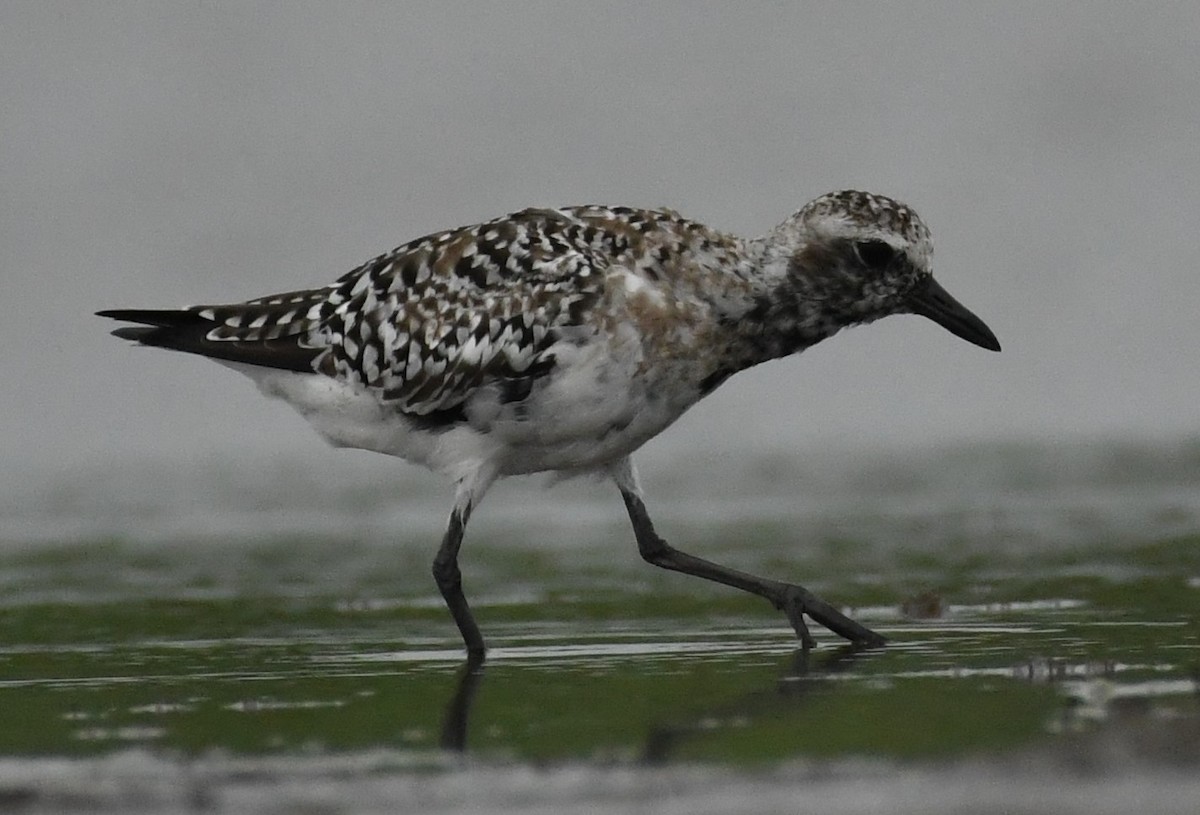 American Golden-Plover - ML617792953