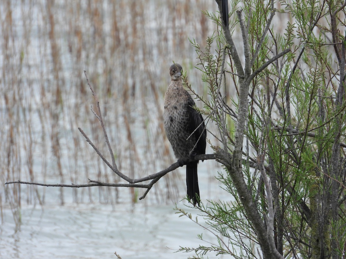 Pygmy Cormorant - Josip Turkalj