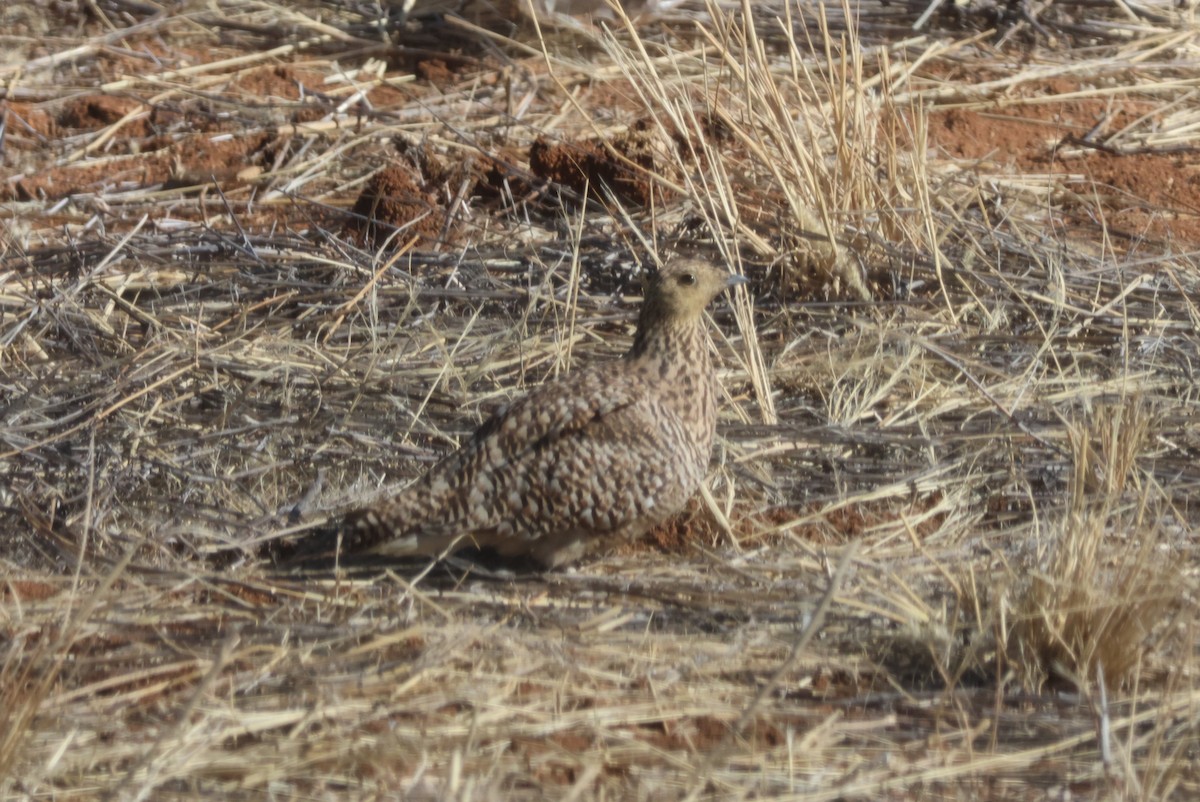 Namaqua Sandgrouse - ML617792970