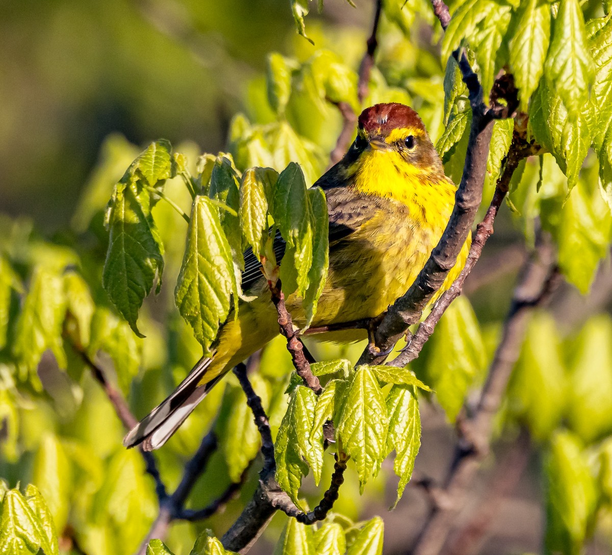 Palm Warbler - ML617792975