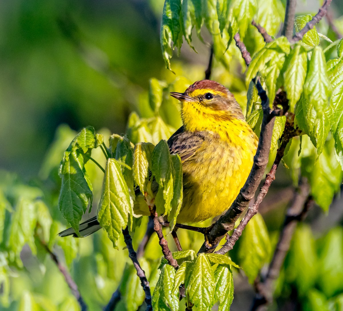 Palm Warbler - ML617792976