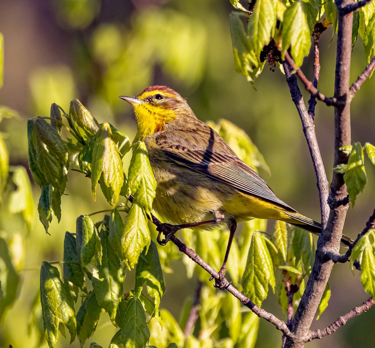 Palm Warbler - ML617792977