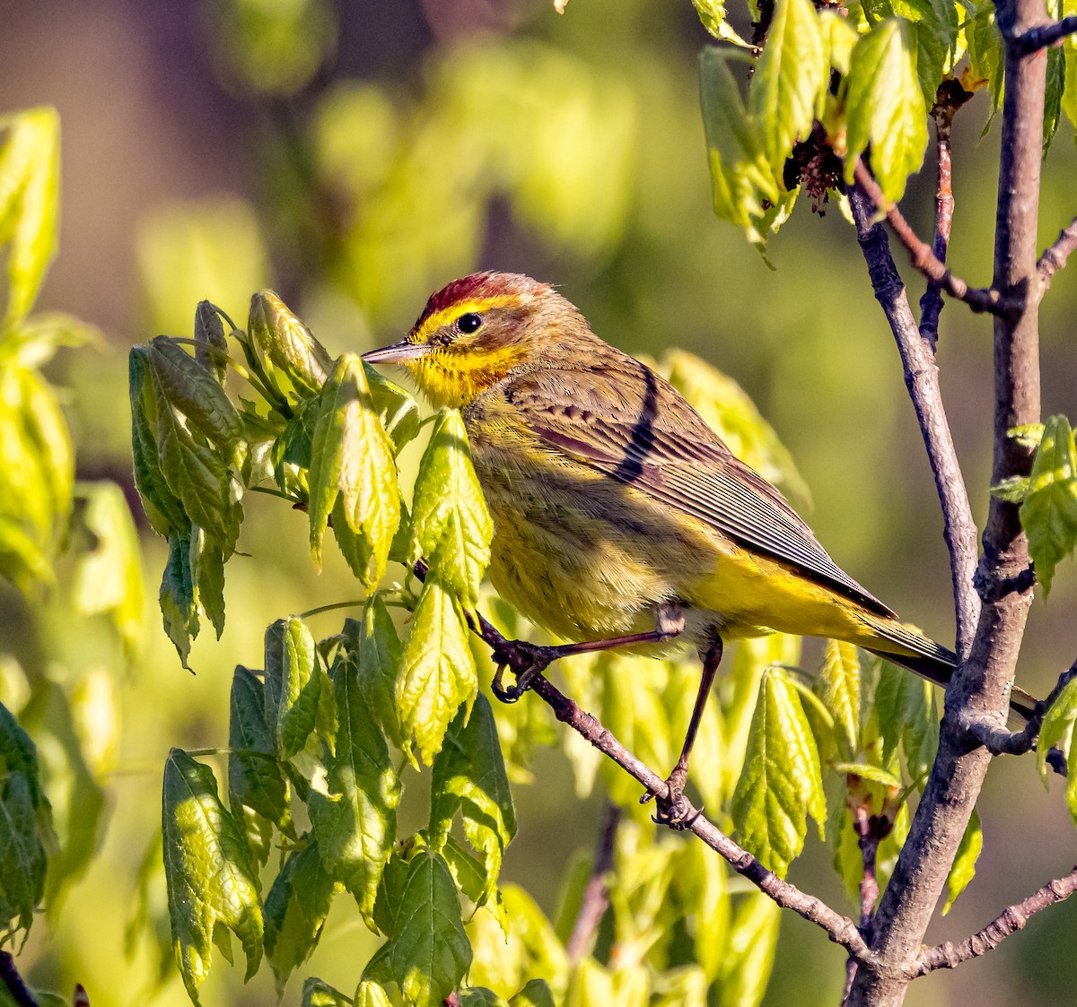 Palm Warbler - ML617792978