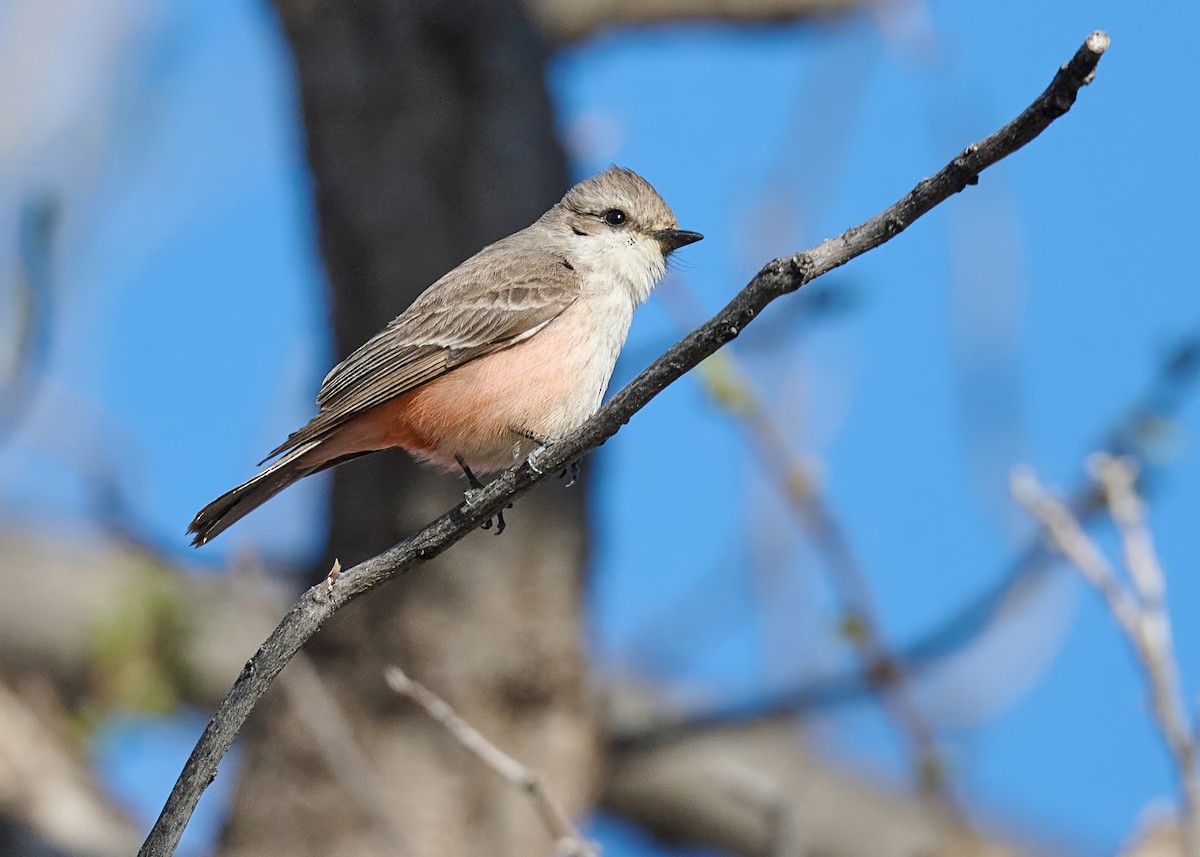 Vermilion Flycatcher - ML617792979