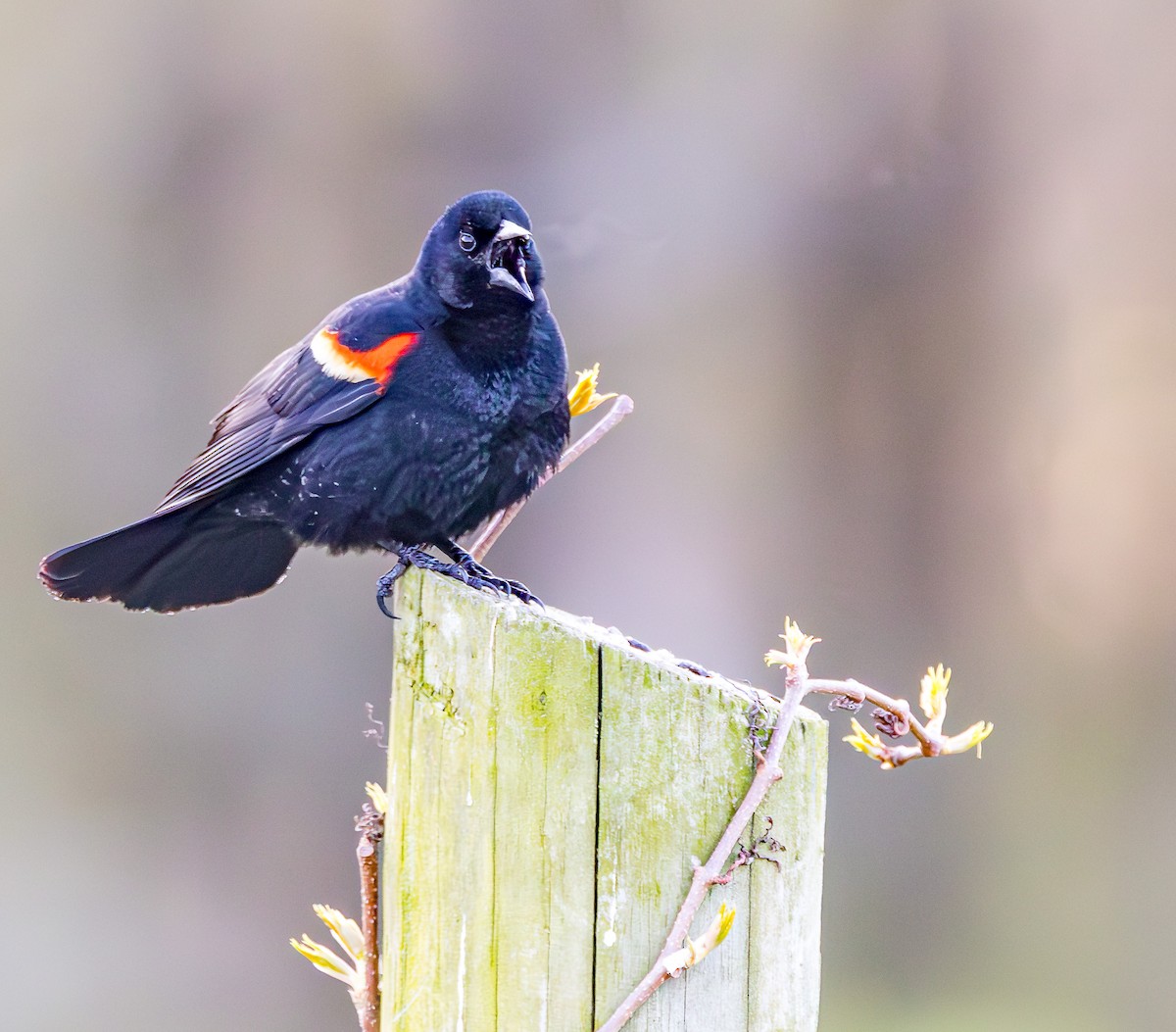 Red-winged Blackbird - Mike Murphy