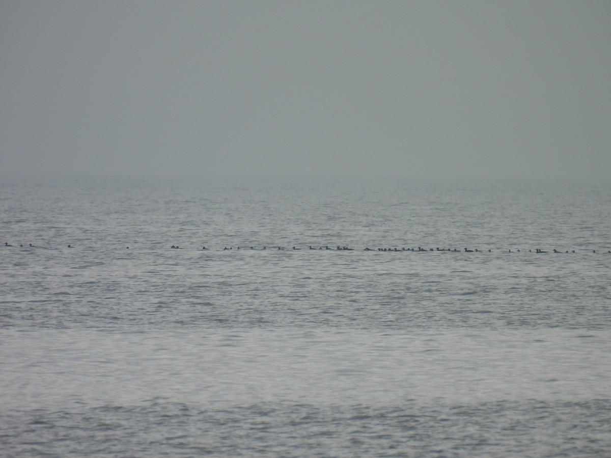 Black Scoter - Jennifer Wilson-Pines