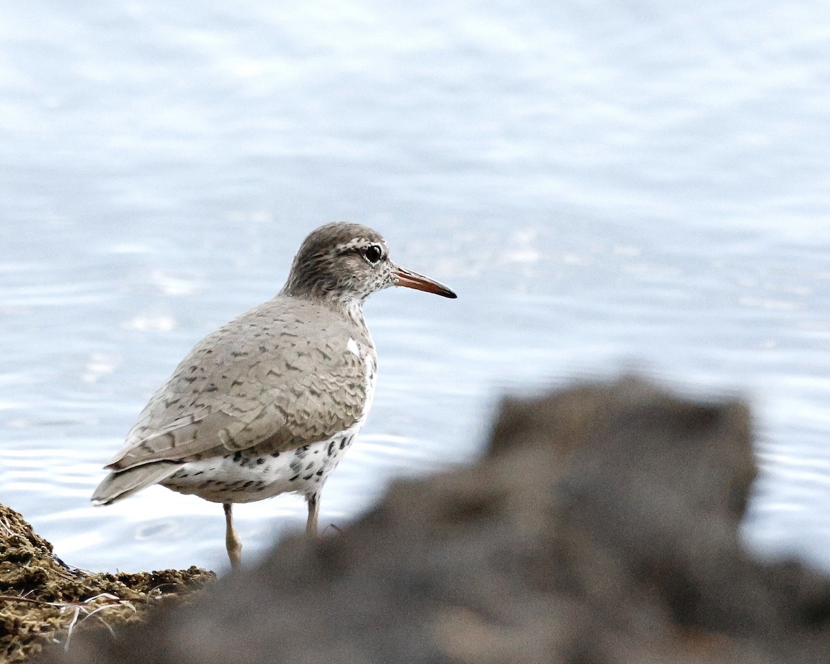 Spotted Sandpiper - ML617793013