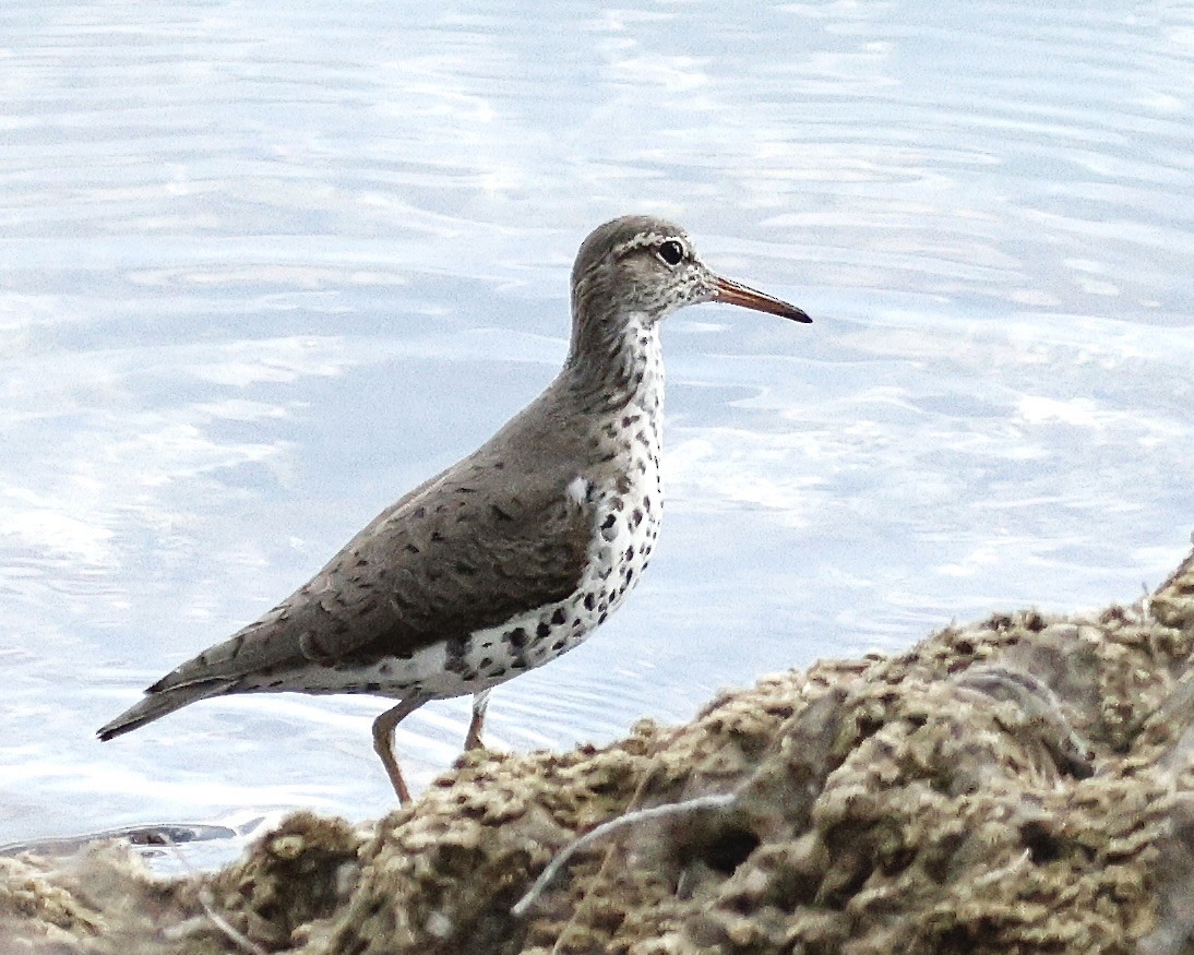 Spotted Sandpiper - Cate Hopkinson