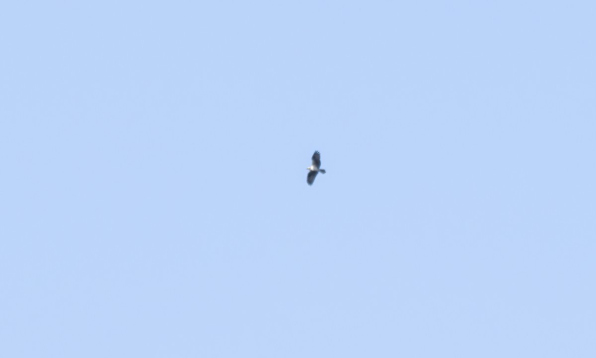Osprey (American) - ML617793053