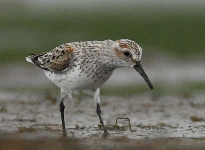 Western Sandpiper - ML617793090