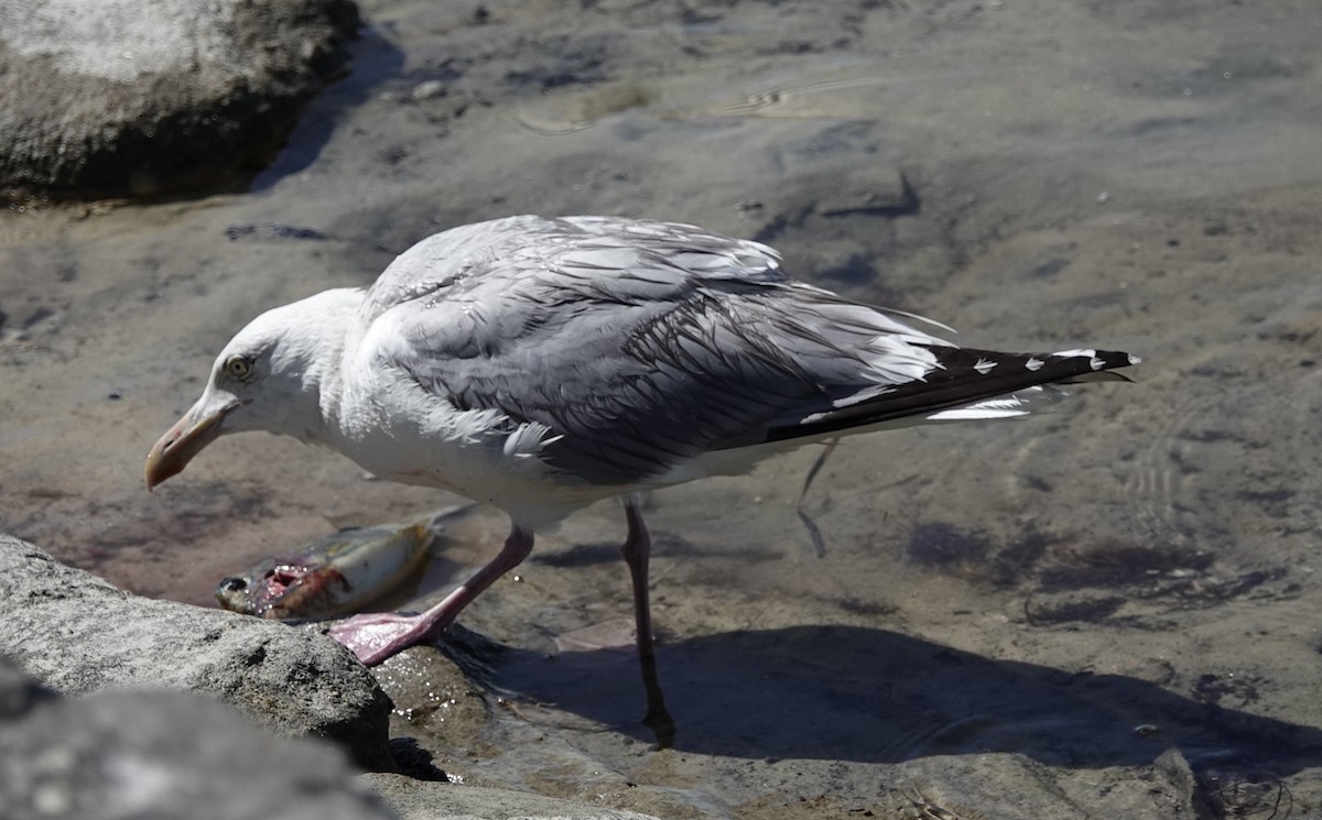 Herring Gull - John  Paalvast