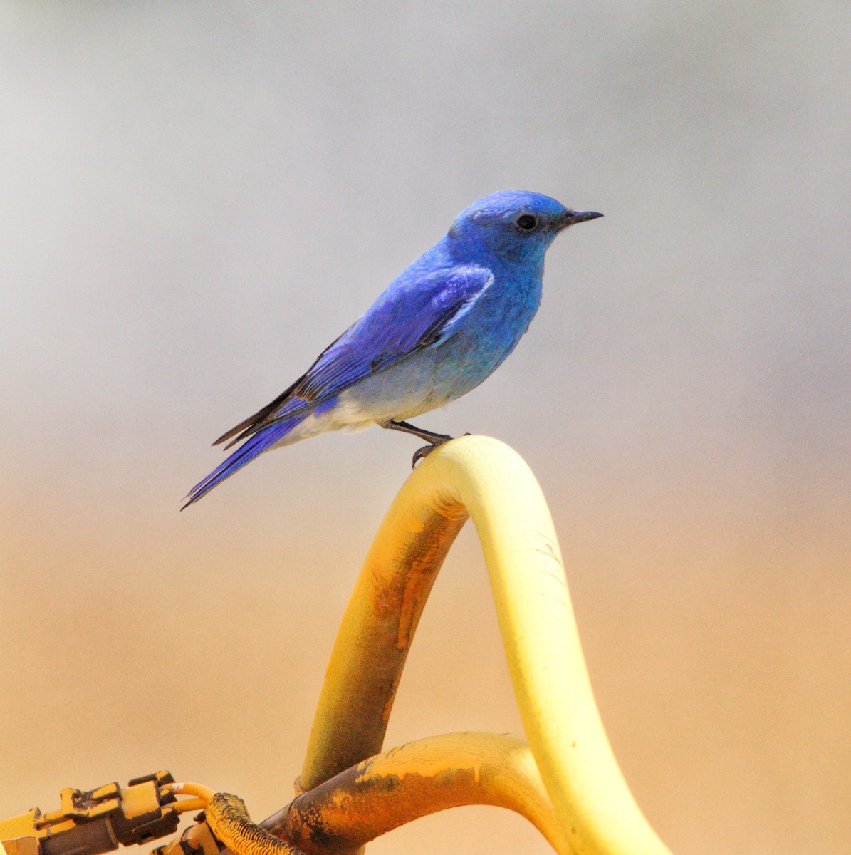 Mountain Bluebird - ML617793114
