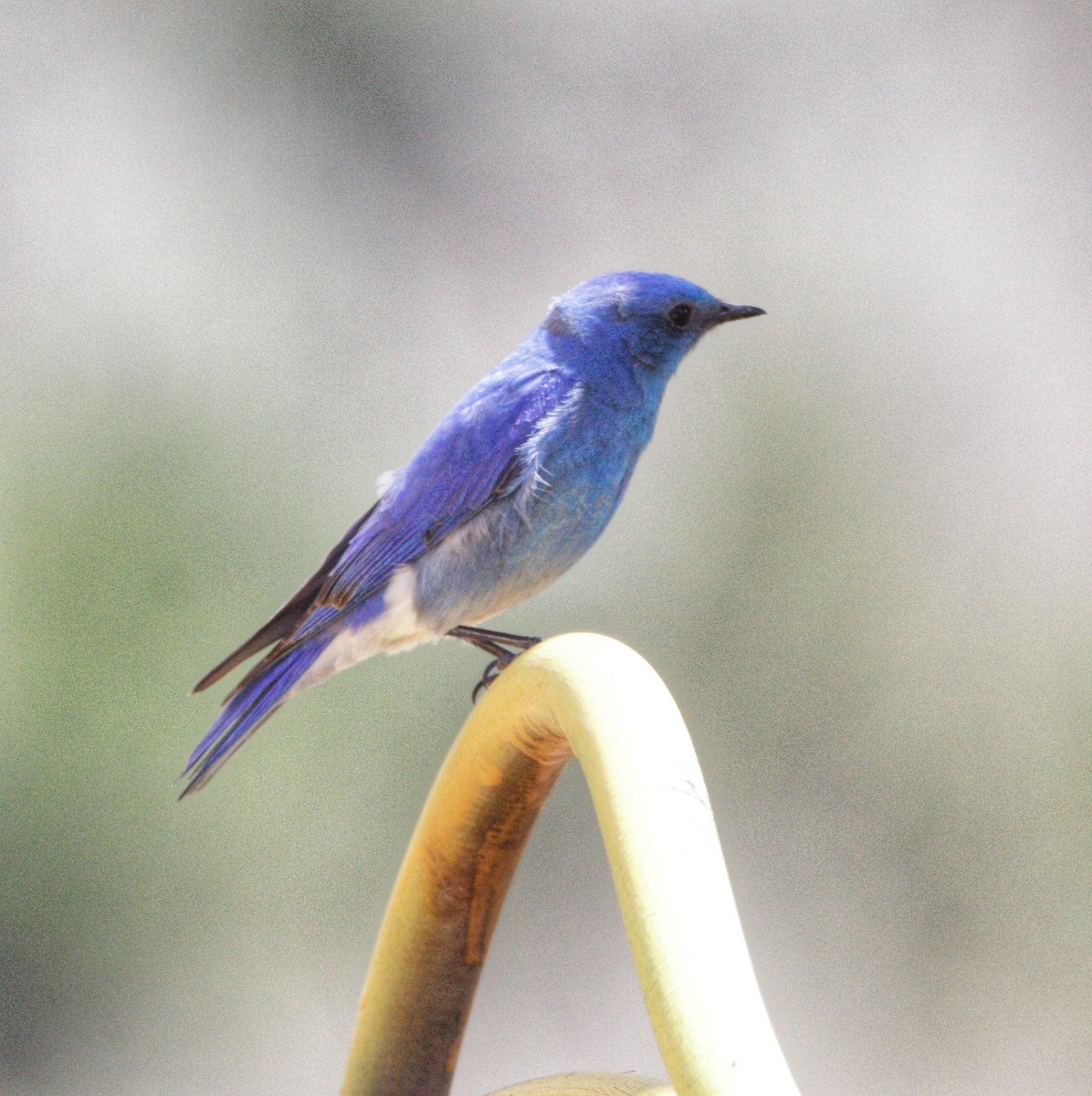 Mountain Bluebird - ML617793115